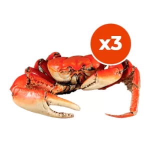 Pré Cozido / Sem Tempero<br>COM carapaça - (Pacote com 03 unidades)